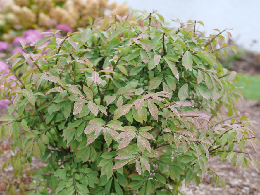 Fire Ball Seedless® Burning Bush (Euonymus alatus Fire Ball Seedless®) - QT