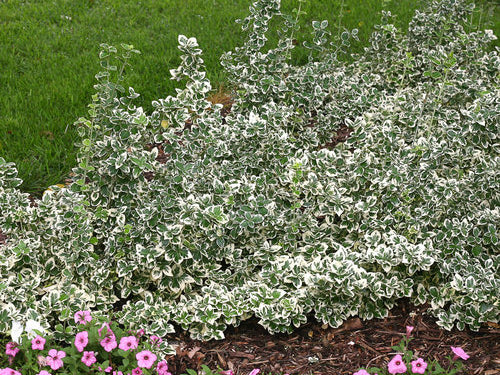 White Album® Wintercreeper (Euonymus fortunei 'White Album') - QT