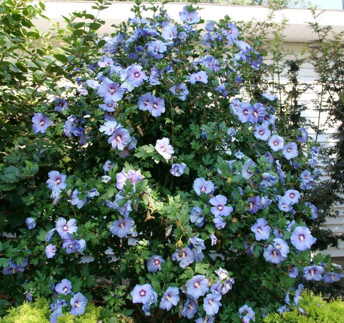 Azurri Blue Satin® Hibiscus ( Hibiscus syriacus ‘Azurri Blue Satin’) - QT