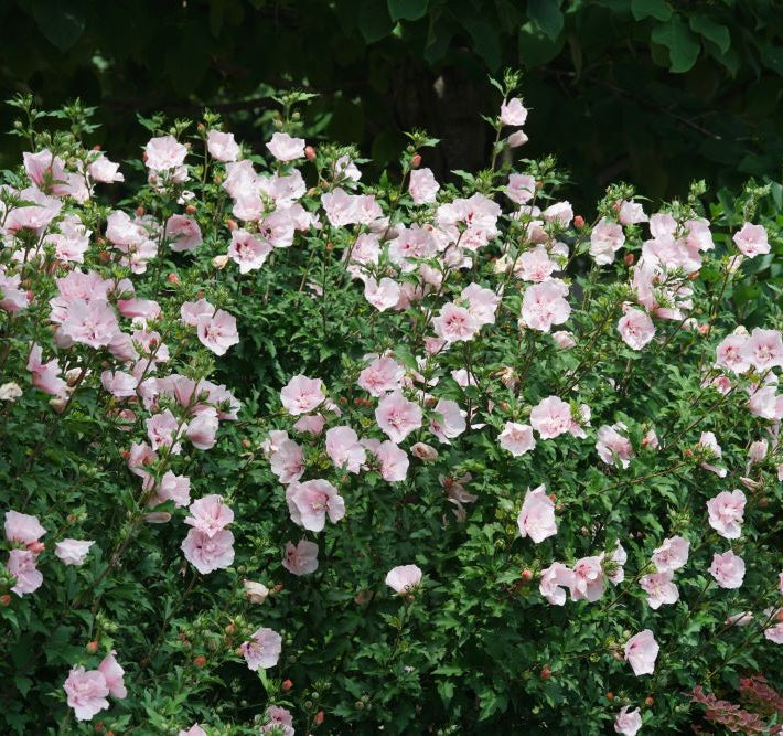 Pink Chiffon® Rose of Sharon (Hibiscus syriacus Pink Chiffon®) - QT