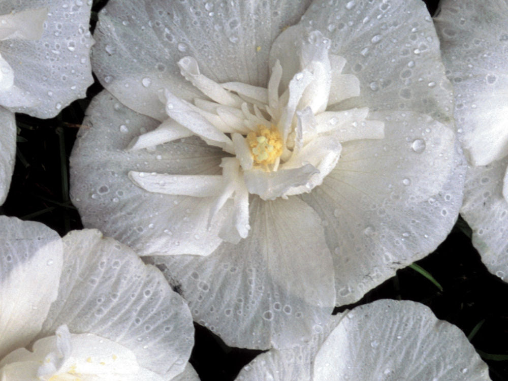 White Chiffon® Rose of Sharon (Hibiscus syriacus 'Notwoodtwo') - QT