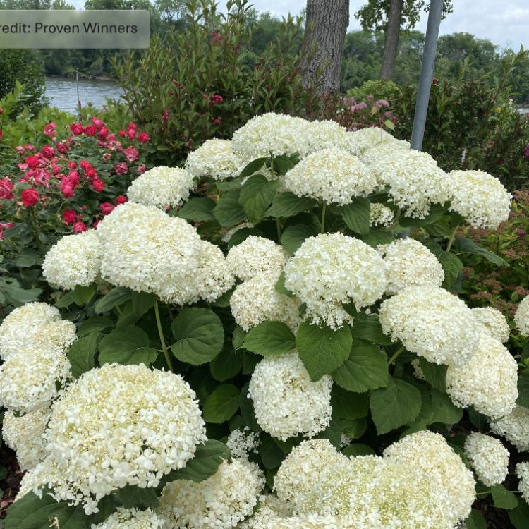INCREDIBALL STORM PROOF™ Smooth Hydrangea (HydranHydrangeagea arborescens ‘Incrediball Storm Proof’) - QT