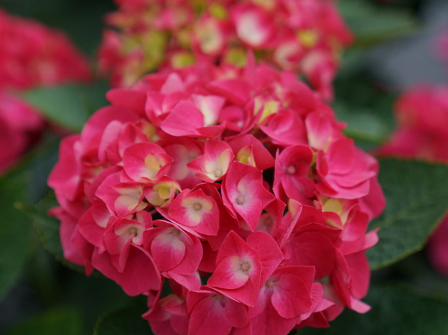 Wee Bit Giddy® Bigleaf Hydrangea (Hydrangea macrophylla 'Wee Bit Giddy') - QT