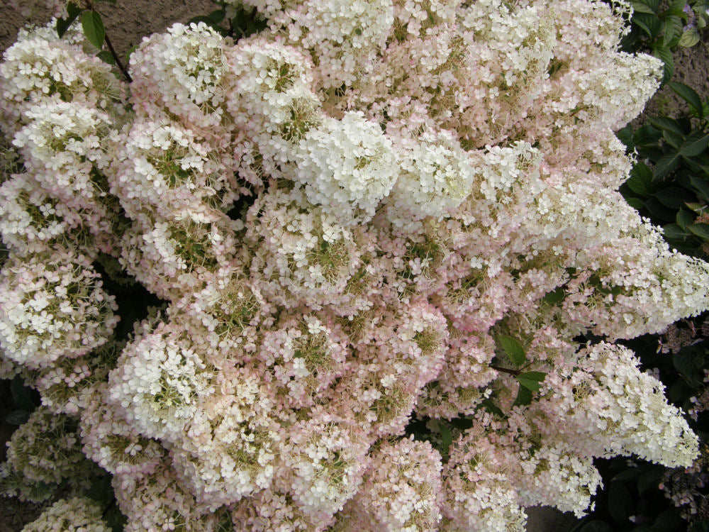 Bobo® Panicle Hydrangea (Hydrangea paniculata 'Bobo') - QT