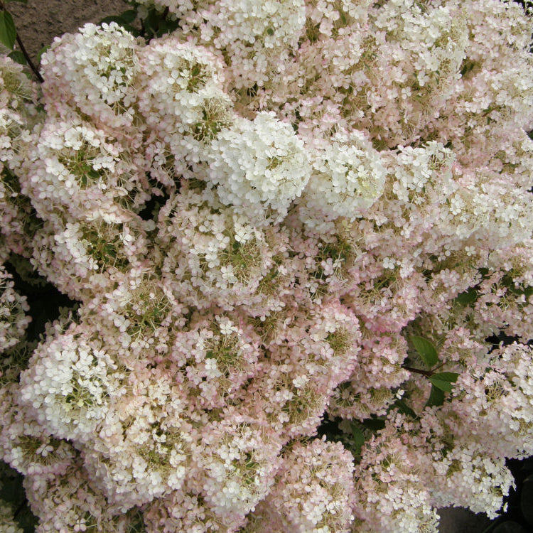Bobo® Panicle Hydrangea (Hydrangea paniculata 'Bobo') - QT