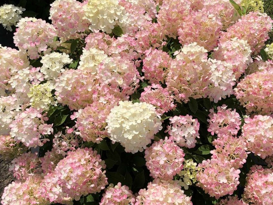 Fire Light Tidbit® Panicle Hydrangea (Hydrangea 'P Fire Light Tidbit') - QT