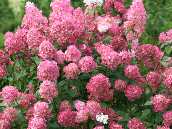 Fire Light® Panicle Hydrangea (Hydrangea 'P Fire Light') - QT