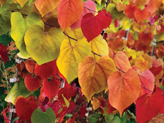 Cercis Flame Thrower® Redbud (Cercis canadensis 'Flame Thrower') - 2 gallon 36"