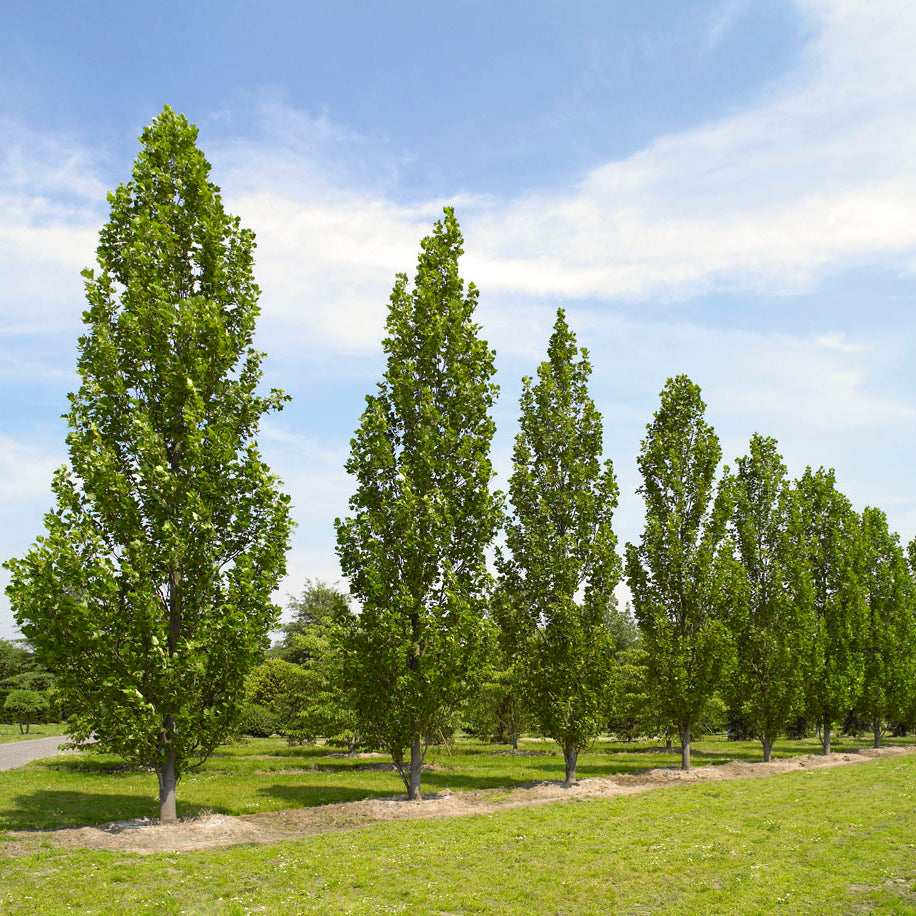 Fastigate Tuliptree (Liriodendron tulipifera 'Fastigatum') - 3 gallon TREE