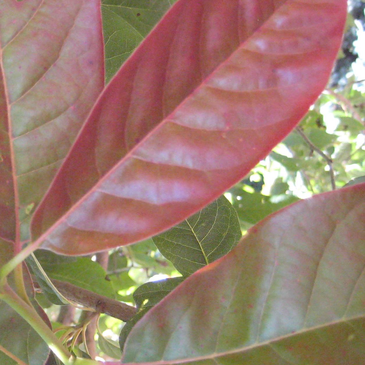 Wildfire Blackgum (Nyssa sylvatica 'Wildfire') - 3 gallon TREE