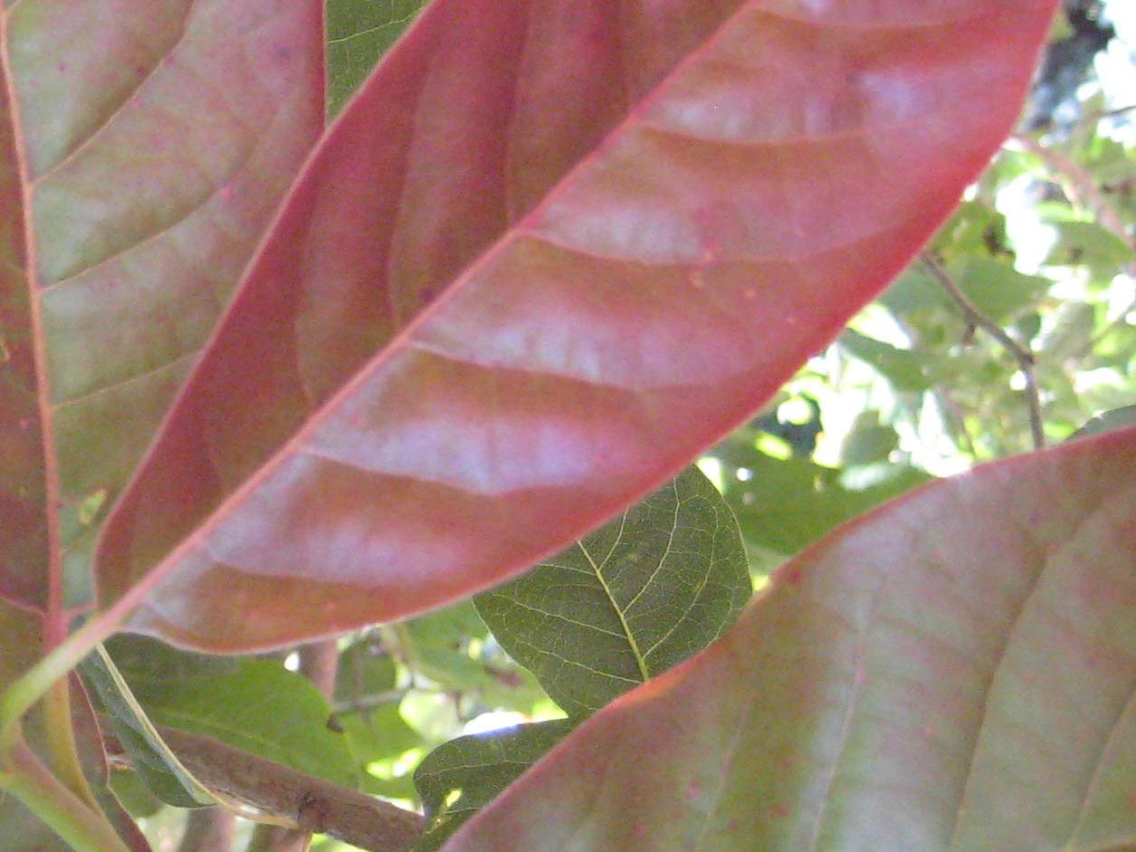 Wildfire Blackgum (Nyssa sylvatica 'Wildfire') - 3 gallon TREE