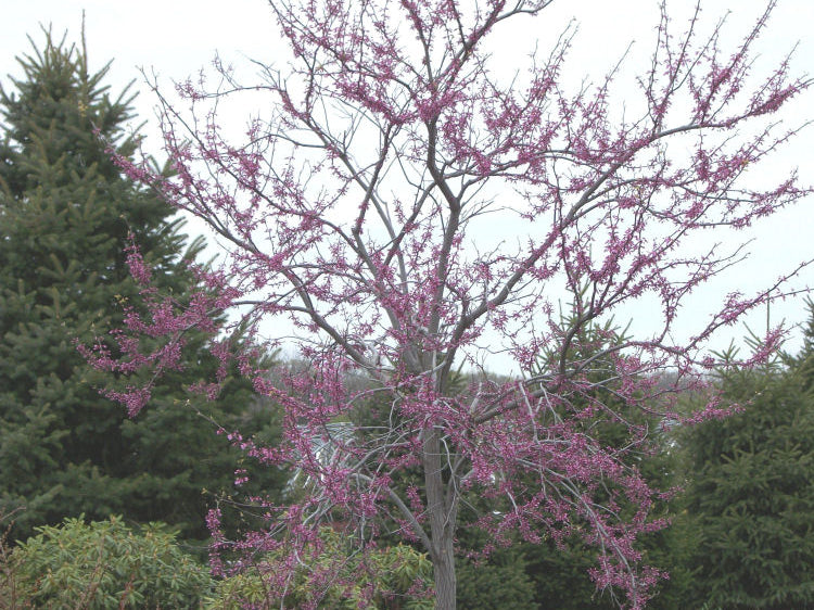 Eastern Redbud (Cercis canadensis) - 2 gallon