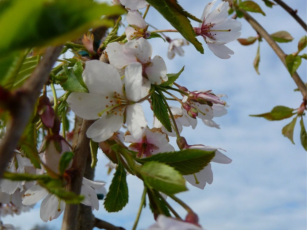 Weeping Higan Flowering Cherry (Prunus subhirtella 'Pendula Plena Rosea') - 2 gallon