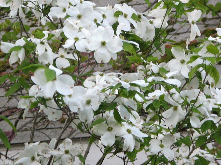 Cherokee Princess Flowering Dogwood (Cornus florida 'Cherokee Princess') - 1 gallon 3-4' TREE
