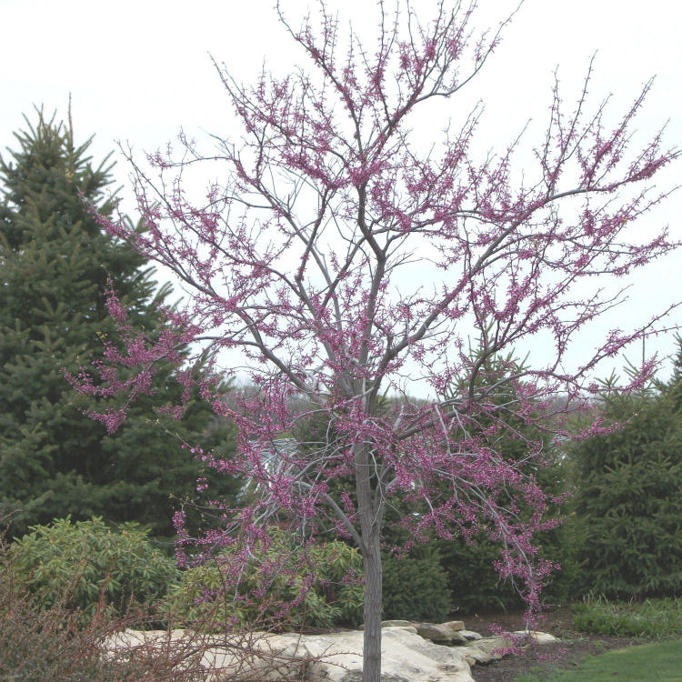 Eastern Redbud (Cercis canadensis) - 1 gallon