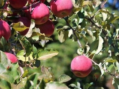 ‘Fuji’ Apple (Malus 'Fruit Fuji') - 3 gallon 36" TREE