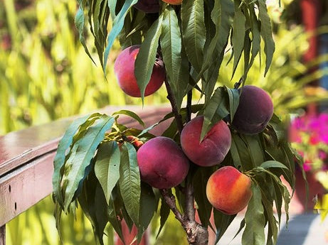 Bonanza Peach (Prunus 'Fruit Bonanza') - 3 gallon 36" TREE