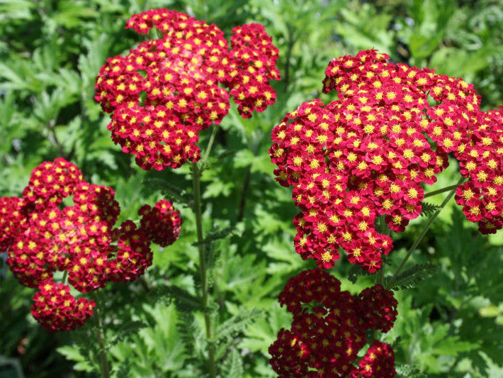 Strawberry Seduction Yarrow (Achillea millefolium 'Strawberry Seduction') - QT