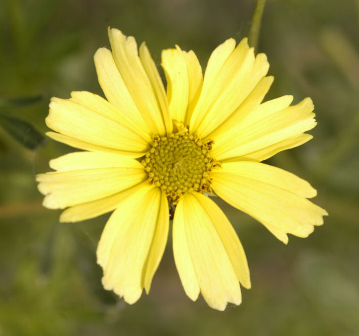 Creme Brulee™ Tickseed (Coreopsis verticillata 'Creme Brulee') - QT