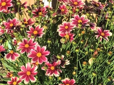 Coreopsis Lil Bang™ Candy Stripes (Coreopsis x 'Lil Bang Candy Stripes') - QT