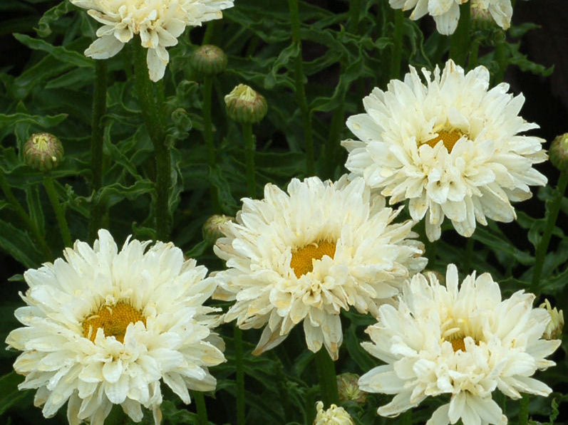 Victorian Secret Shasta Daisy (Leucanthemum 'Victorian Secret') - QT