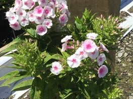 Flame® Pro Baby Doll Garden Phlox (Phlox paniculata 'Flame Pro Babydoll') - QT