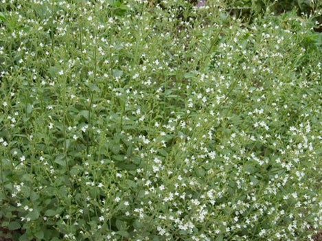 Calamint (Calamintha 'Ssp Nepeta') - QT