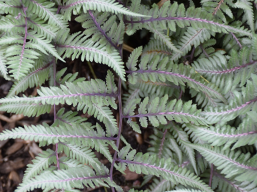 Fern Godzilla Japanese Painted (Athyrium 'Godzilla Painted') - QT