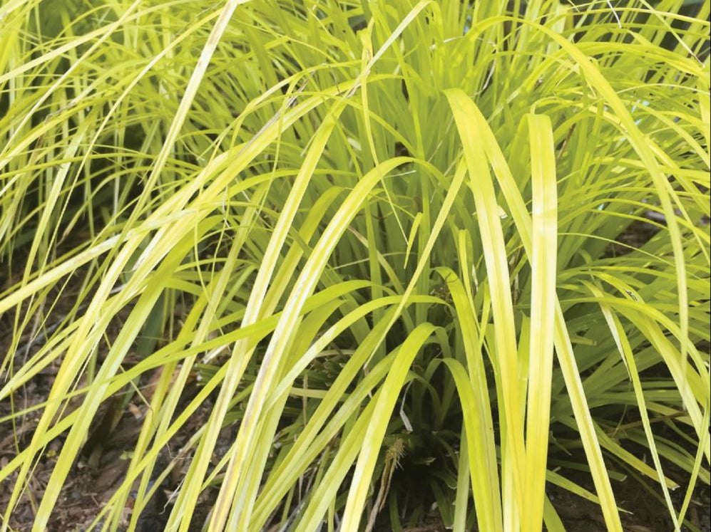 Evercolor® Everillo Gold Weeping Sedge (Carex 'Carex Everillo') - QT