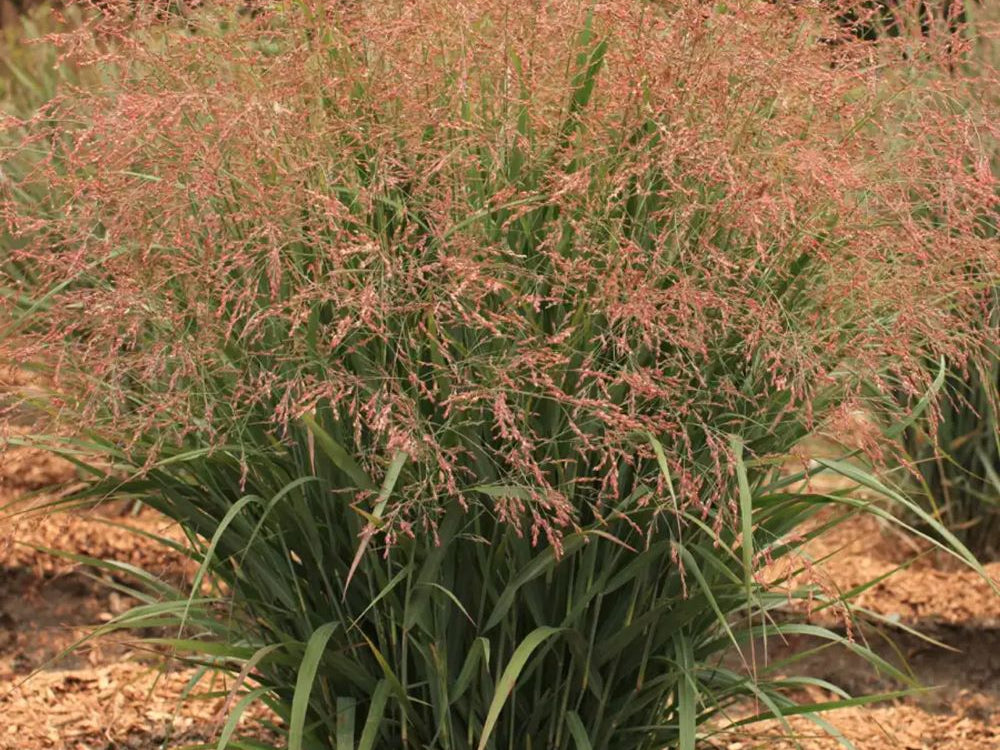 Dream Catcher® Smoky Rose® Switchgrass (Panicum virgatum ‘Dream Catcher Smoky Rose’) - QT