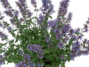 Cat’s Meow Catmint (Nepeta F 'Cats Meow') - QT