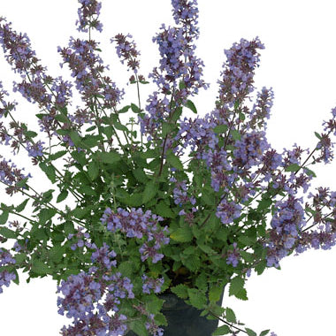 Cat’s Meow Catmint (Nepeta F 'Cats Meow') - QT