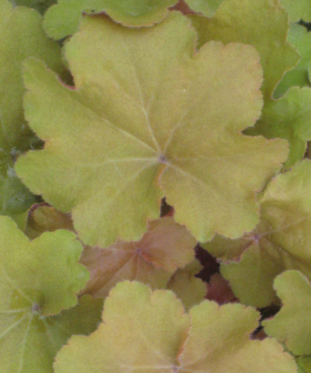Caramel Coral Bells (Heuchera caramel 'Caramel') - QT