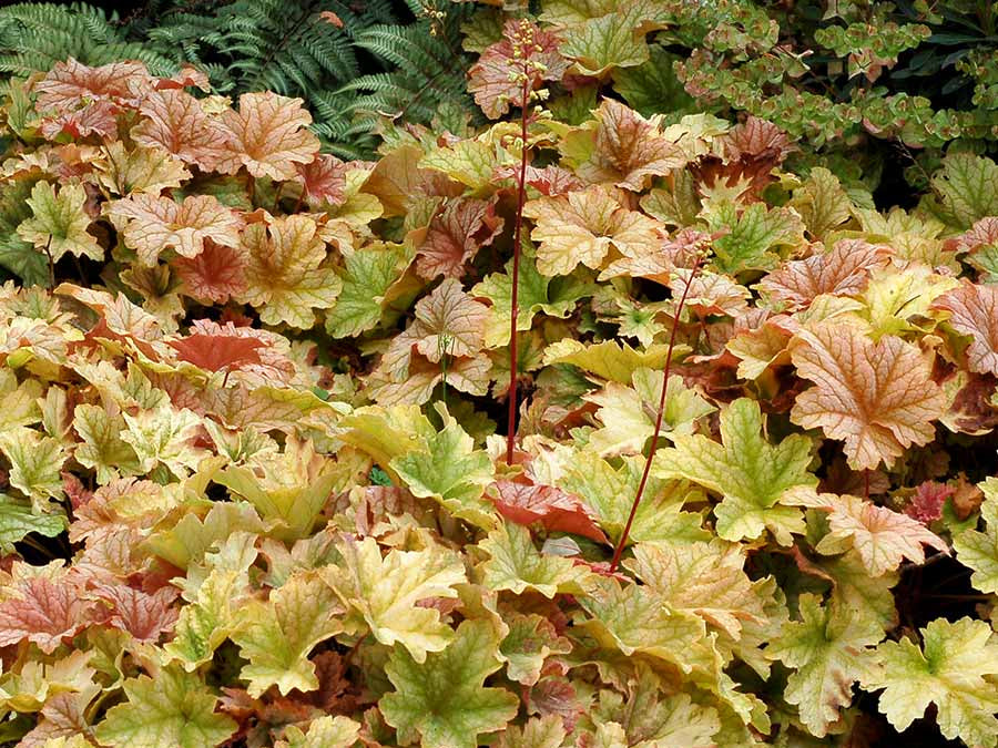 Topaz Jazz Coral Bells (Heuchera topaz 'Jazz') - QT