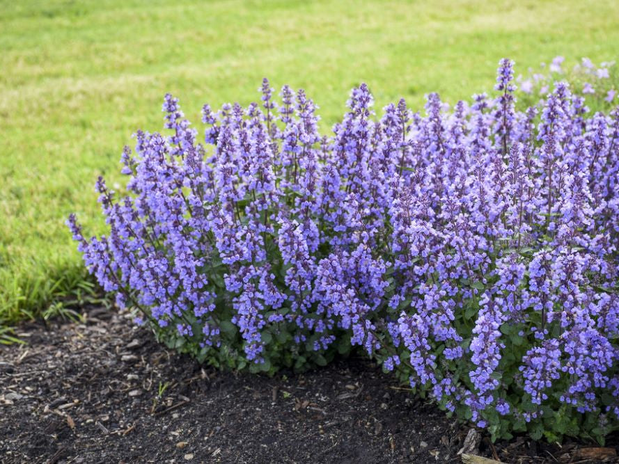 Cat's Pajamas Catmint (Nepeta x 'Cats Pajamas') - QT