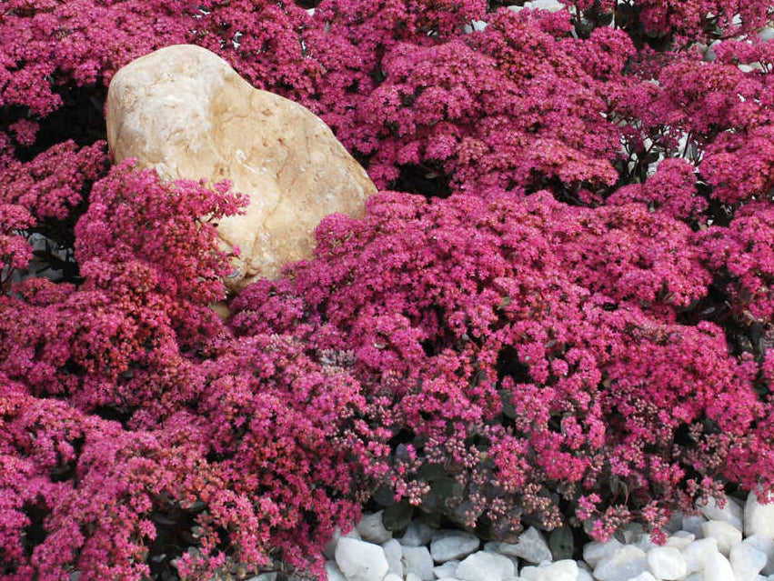 Dazzleberry Sedum (Sedum sedum 'Dazzleberry') - QT