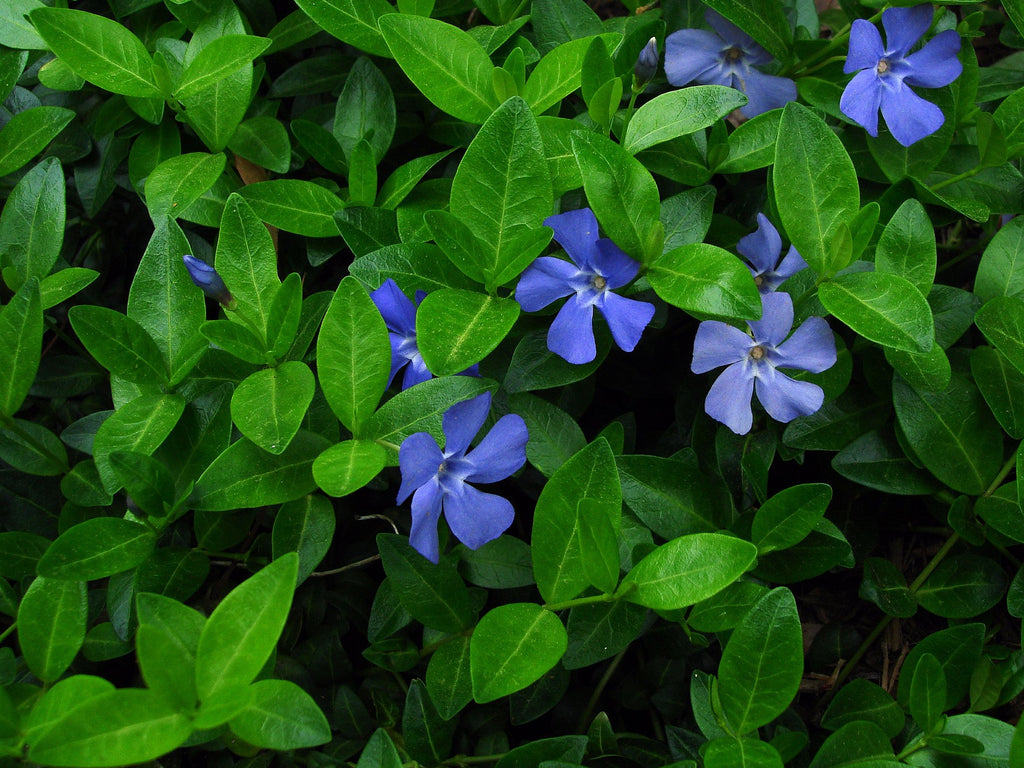 Common Periwinkle (Vinca minor) - QT