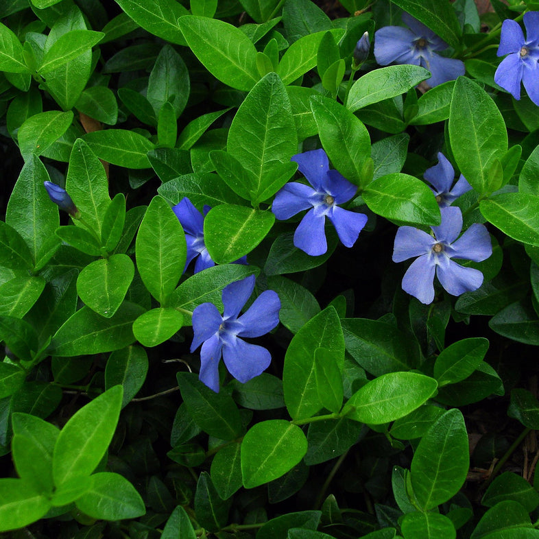 Common Periwinkle (Vinca minor) - QT