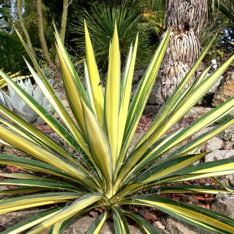 Variegated Adam's Needle (Yucca filamentosa 'Color Guard') - QT