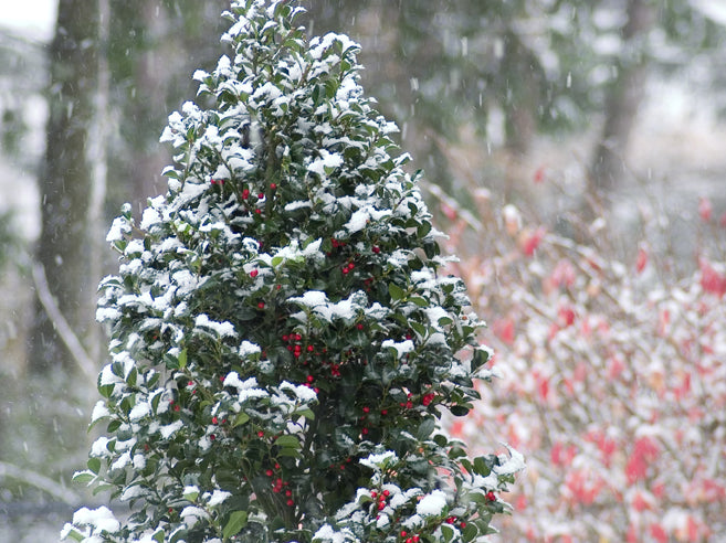 Castle Spire® Blue Holly (Ilex x meserveae 'Castle Spire') - 3 gallon