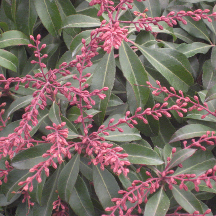 Dorothy Wycoff Andromeda (Pieris japonica 'Dorothy Wycoff') - 1 gallon