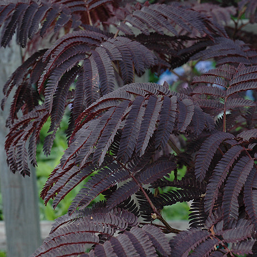 Summer Chocolate Mimosa Tree (ALBIZIA JULIBRISSIN SUMMER CHOCOLATE) - 5 gallon