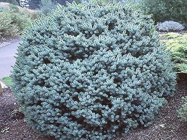 Dwarf Sitka Spruce (Picea sitchensis 'Papoose') - 1 gallon