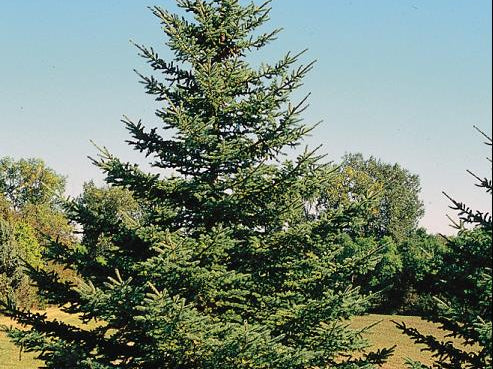 White Spruce (Picea glauca) - 6" ECO POT
