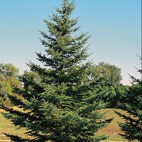 White Spruce (Picea glauca) - 6" ECO POT