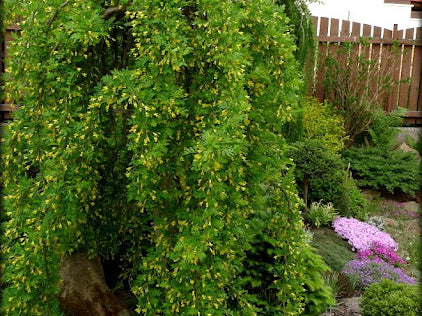 Weeping Siberian Peashrub (Caragana arborescens 'Pendula') - 3 gallon 12" HEAD
