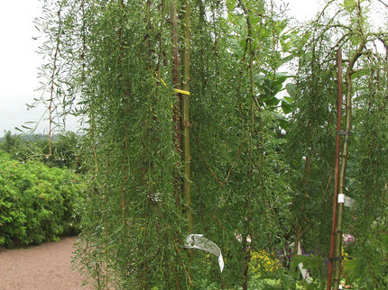 Walker Weeping Siberian Peashrub (Caragana arborescens 'Walkeri') - 3 gallon 12" HEAD