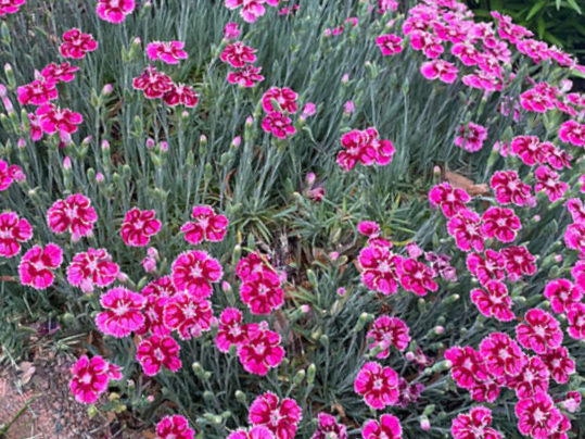 Dianthus Pinks (Dianthus 'Everbloom Plum Glory') - QT