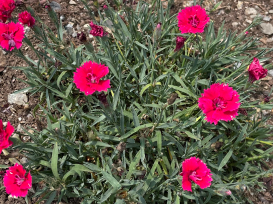Dianthus Pinks (Dianthus 'Everbloom Red Delicious') - QT
