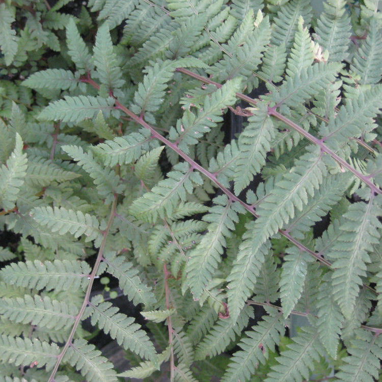 Burgundy Lace Painted Fern (Athyrium niponicum 'Burgundy Lace') - QT